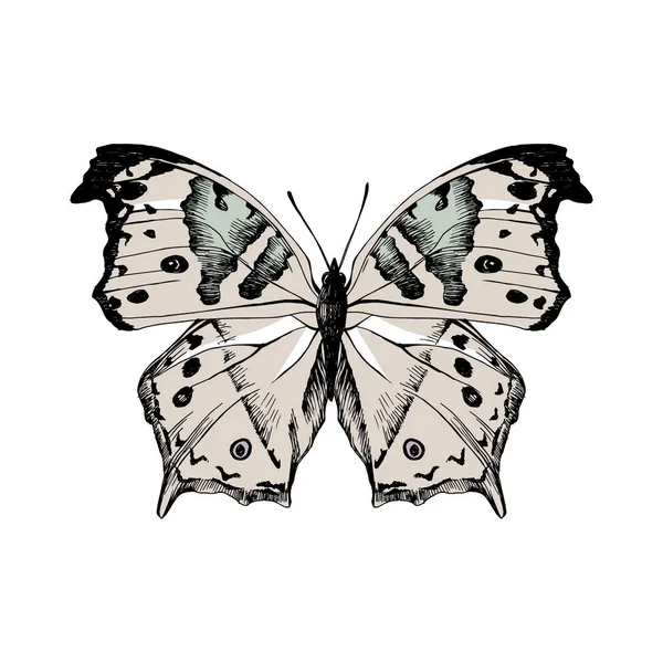 Salamis parchassus desenhado à mão - Mãe de-pérola - borboleta — Vetor de Stock