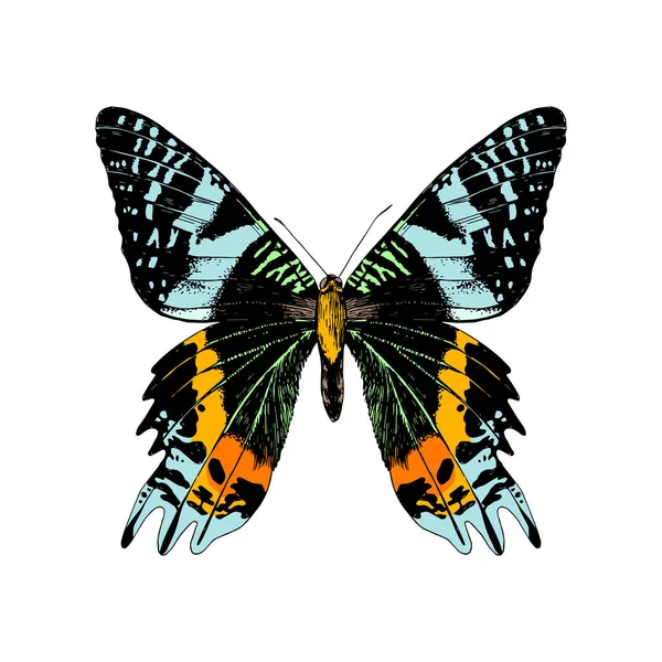 Mão desenhada Madagáscar Sunset Moth — Vetor de Stock
