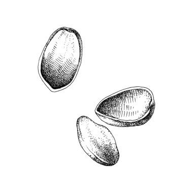 Antep fıstığı düşen el çizilmiş illüstrasyon