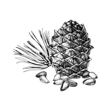 El çizilmiş sedir yumru ve çam fıstığı