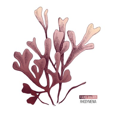 El çizilmiş rhodymenia palmata yosun