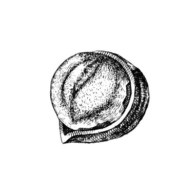 Vektör el fındık çizilmiş