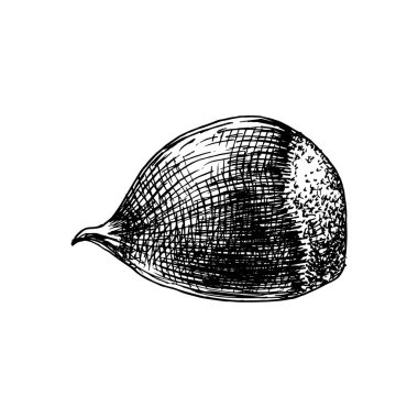 Elle çizilmiş kestane