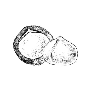 Elle çizilmiş macadamia fıstığı.