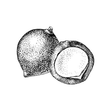 Elle çizilmiş macadamia fıstığı.