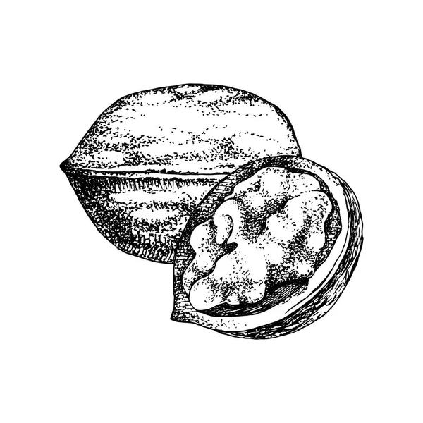 손으로 그린 호두 너트 — 스톡 벡터
