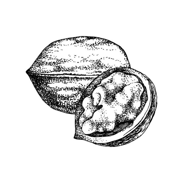Hand drawn walnut nuts
