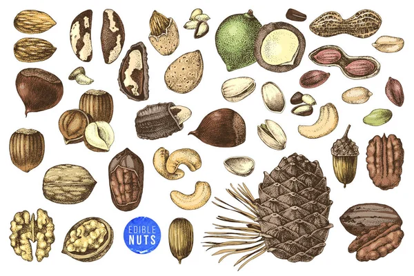 Hand getekende set eetbare noten — Stockvector