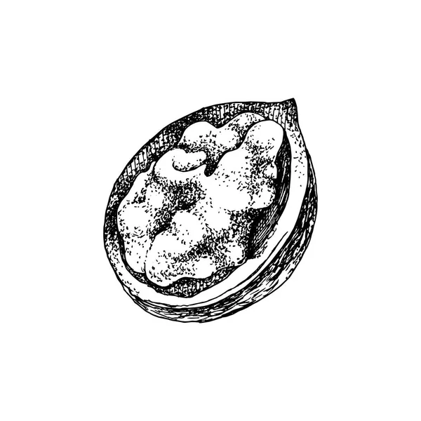 Núcleo de nuez dibujado a mano en concha rota — Archivo Imágenes Vectoriales