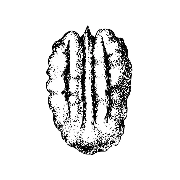 Рука намальована пекан горіх — стоковий вектор