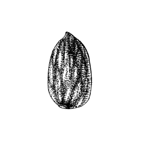 Almond gambar tangan - Stok Vektor