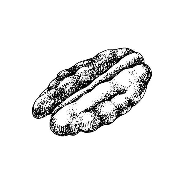 Hand getekende Pecan moer — Stockvector