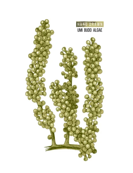 Виноград ручной работы или водоросли Уми Будо — стоковый вектор