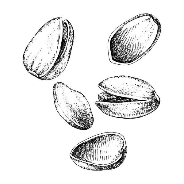 Ручная иллюстрация падения фисташковых орехов — стоковый вектор
