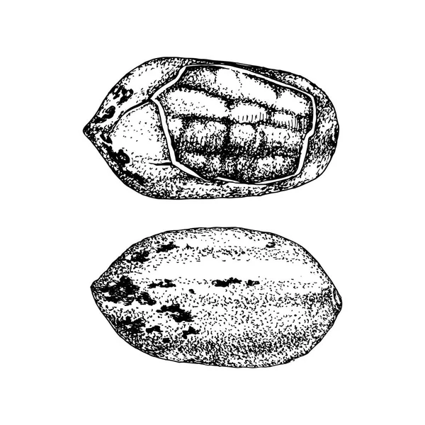 手工绘制的山核桃坚果 — 图库矢量图片