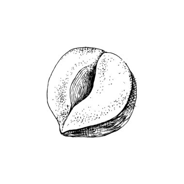 Vektör el fındık çizilmiş
