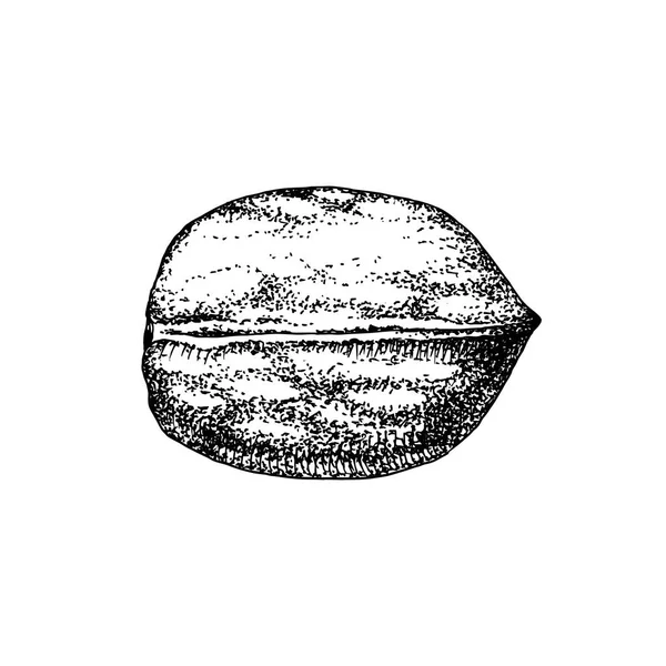 Ručně kreslené vlašskový ořech izolovaný na bílém pozadí. — Stockový vektor