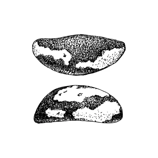 手绘巴西坚果 — 图库矢量图片