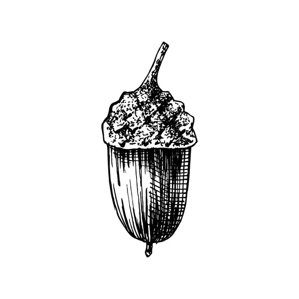 Hand drawn acorn — Stock Vector
