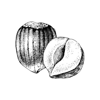 Vektör el fındık çizilmiş
