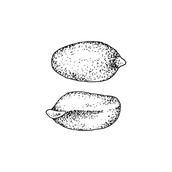 Cacahuètes dessinées à la main — Image vectorielle