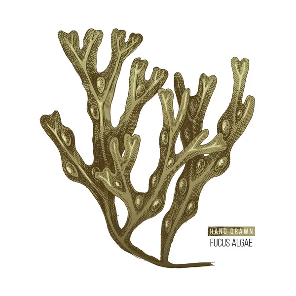Hand getekende Fucus algen — Stockvector
