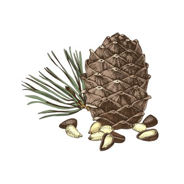 El çizilmiş sedir yumru ve çam fıstığı
