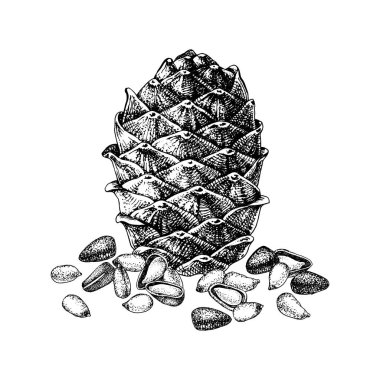 Sedir yumru ve çam fıstığı beyaz arka plan üzerinde izole