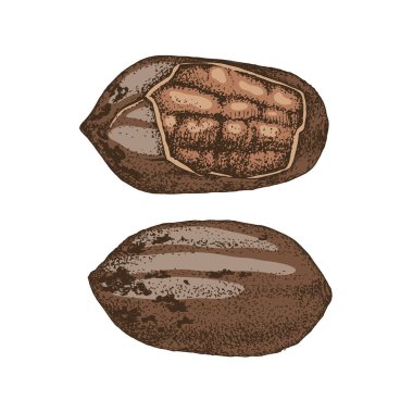 Çizilmiş pekan fındık el