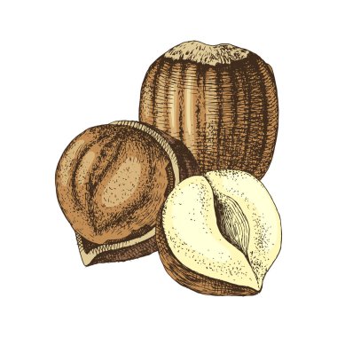 Vektör el fındık çizilmiş