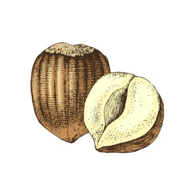 Vektör el fındık çizilmiş