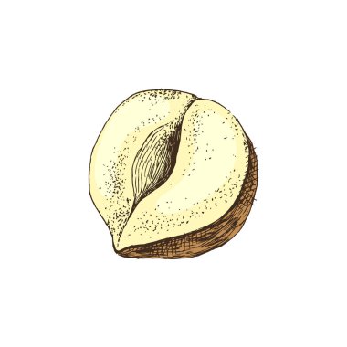 Vektör el fındık çizilmiş