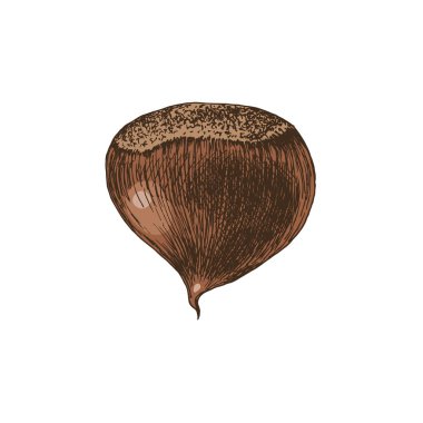 Elle çizilmiş kestane