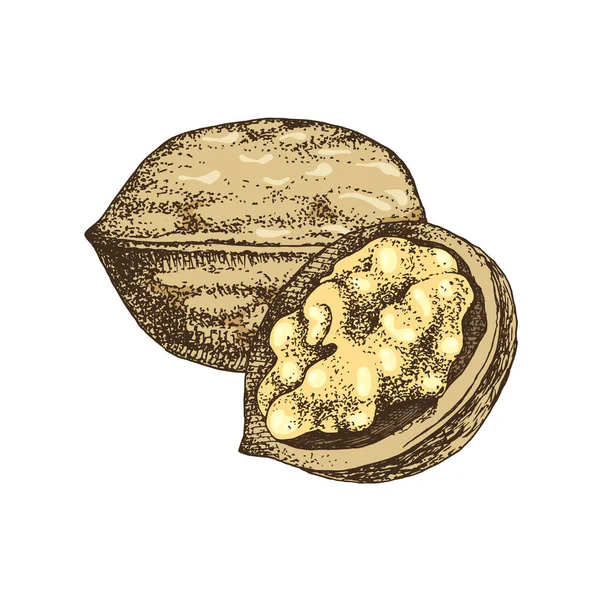 Hand drawn walnut nuts — Stock Vector