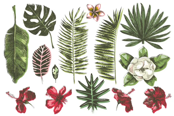 Collection de feuilles et fleurs tropicales . — Image vectorielle