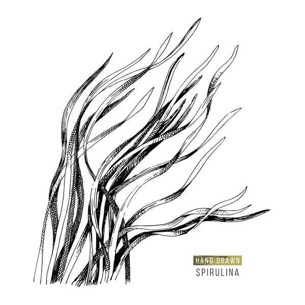 手描きのスピルリナ海藻 — ストックベクタ