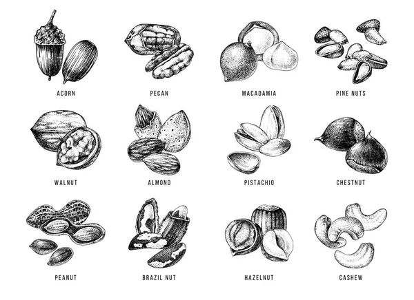 Set disegnato a mano di 12 noci commestibili — Vettoriale Stock