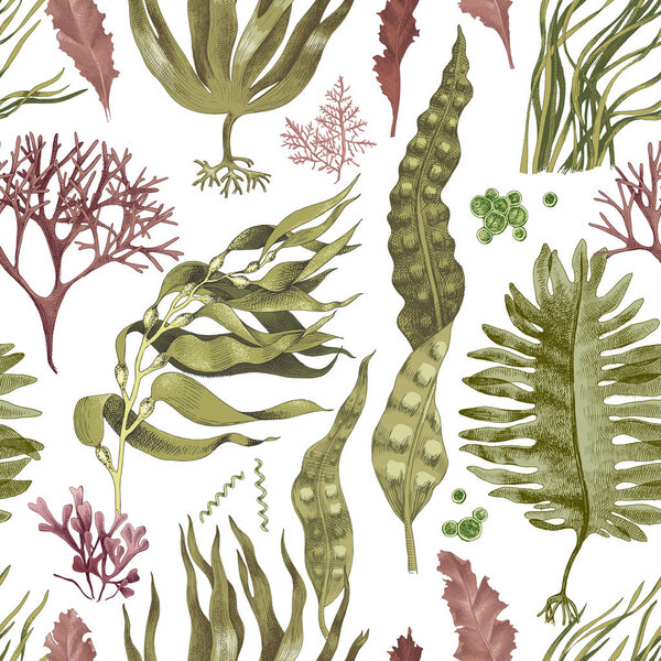 Seamless pattern with hand drawn edible algae