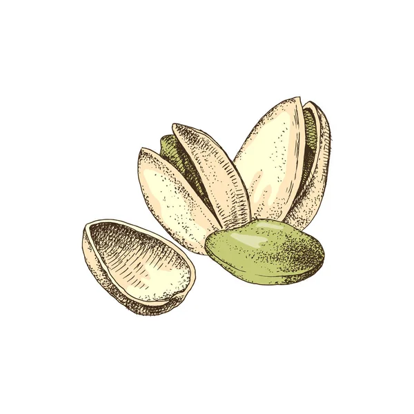 Ręcznie rysowana ilustracja orzechów pistacjowych — Wektor stockowy