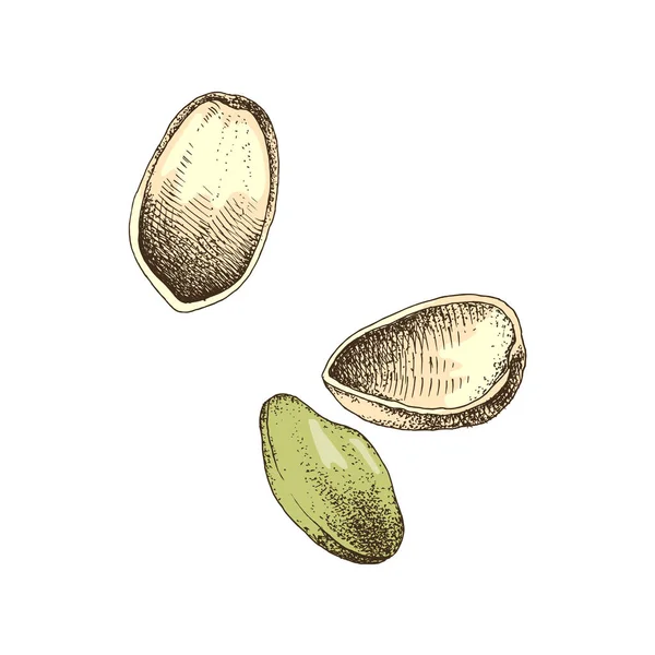 Hand drawn illustration of pistachio nuts falling — Stock Vector