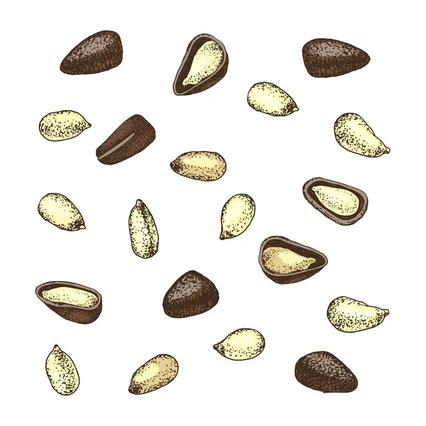 Кедровые орехи на белом фоне — стоковый вектор
