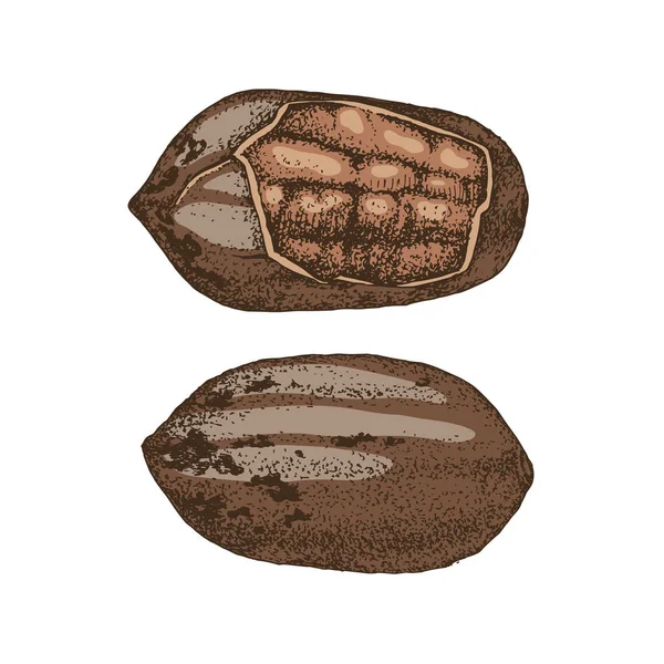 Рука намальовані пекан горіхи — стоковий вектор