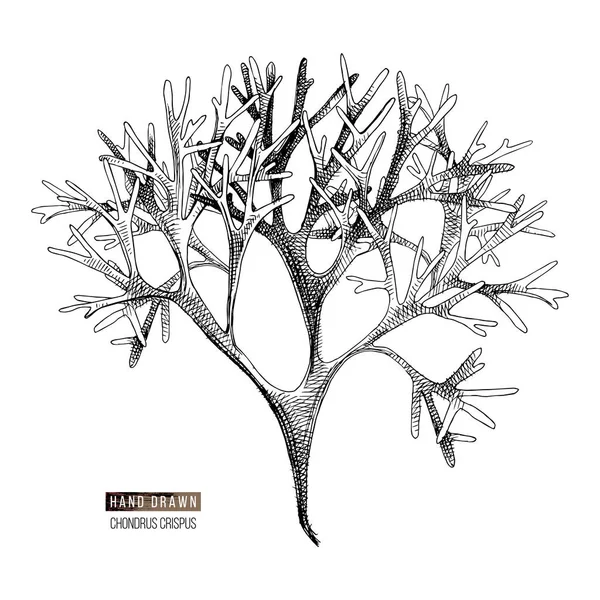 El çizilmiş kondrus crispus yosun