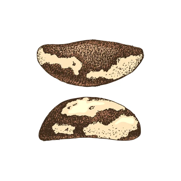 Бразильские орехи ручной работы — стоковый вектор