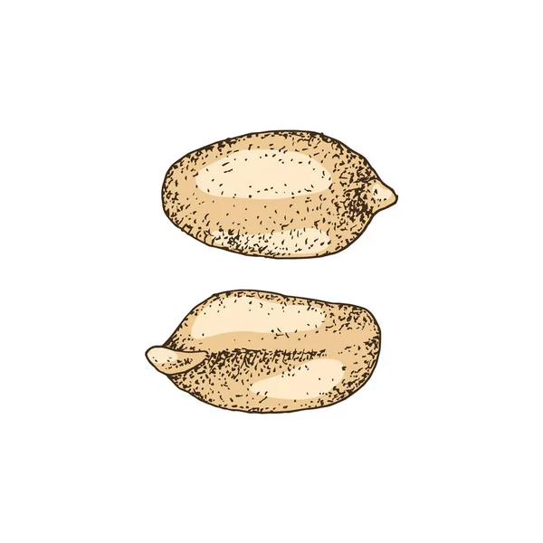 Hand drawn peanuts — Stock Vector