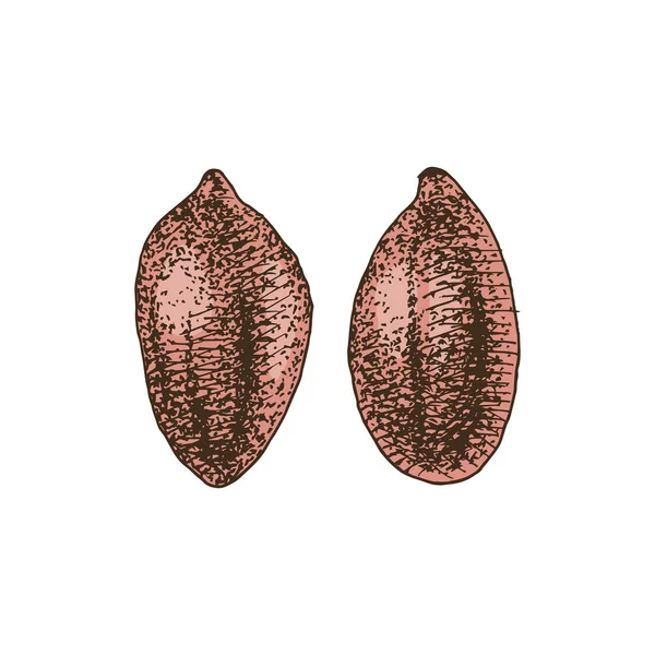 Cacahuètes dessinées à la main — Image vectorielle