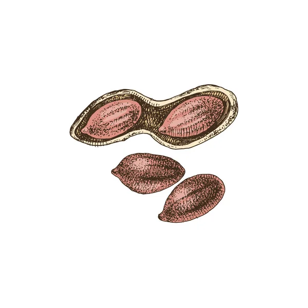 Amendoins desenhados à mão — Vetor de Stock