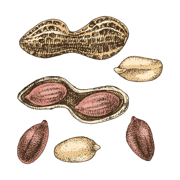 Ручной набор арахиса — стоковый вектор