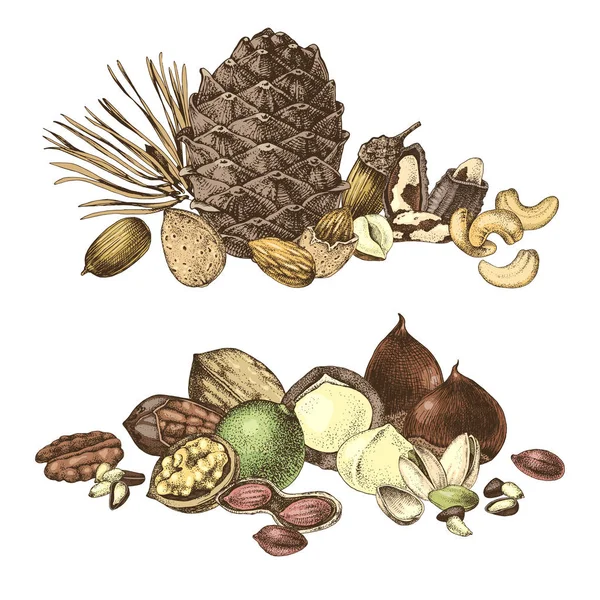 Kanter med Handdragna ätbara nötter — Stock vektor