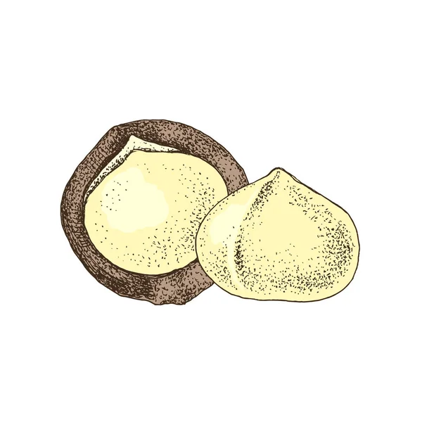 Nueces de macadamia dibujadas a mano . — Archivo Imágenes Vectoriales